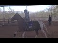  horse riding lesson with mojito horse equestrian   plf equestrian 