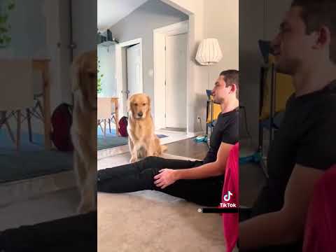 Hilarious reactions Magic vs Dogs 🪄🧙‍♂️vs 🐕🐶 (Part I)