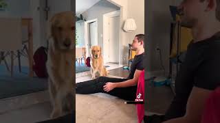 Hilarious reactions Magic vs Dogs 🪄🧙‍♂️vs 🐕🐶 (Part I)