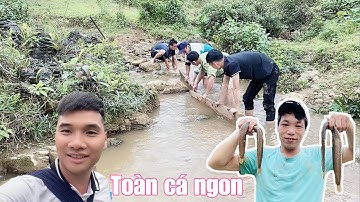 Ngăn suối tát nước bắt cá chê, cá khiếu, cá khuy ngon nhất bản. Âm vang cá suối | Hoàng Quyền