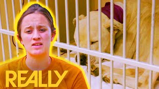 Poor Abandoned Pup Needs Blood Transfusion From Another Dog To Survive Pit Bulls & Parolees