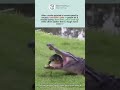 This turtle just broke the land speed record to dodge a crocodile 🐢💨 #nature #insane