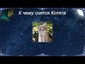 К чему снятся Котята (Сонник)