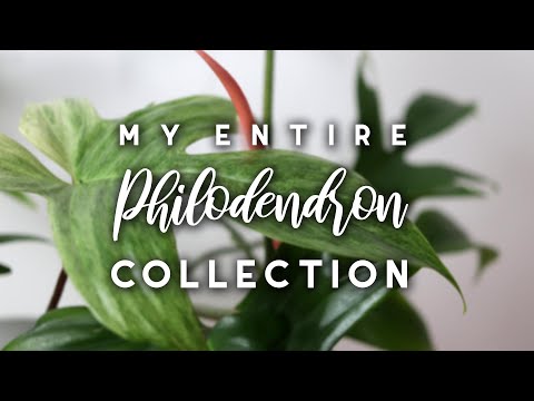 Philodendron Collection and Tour