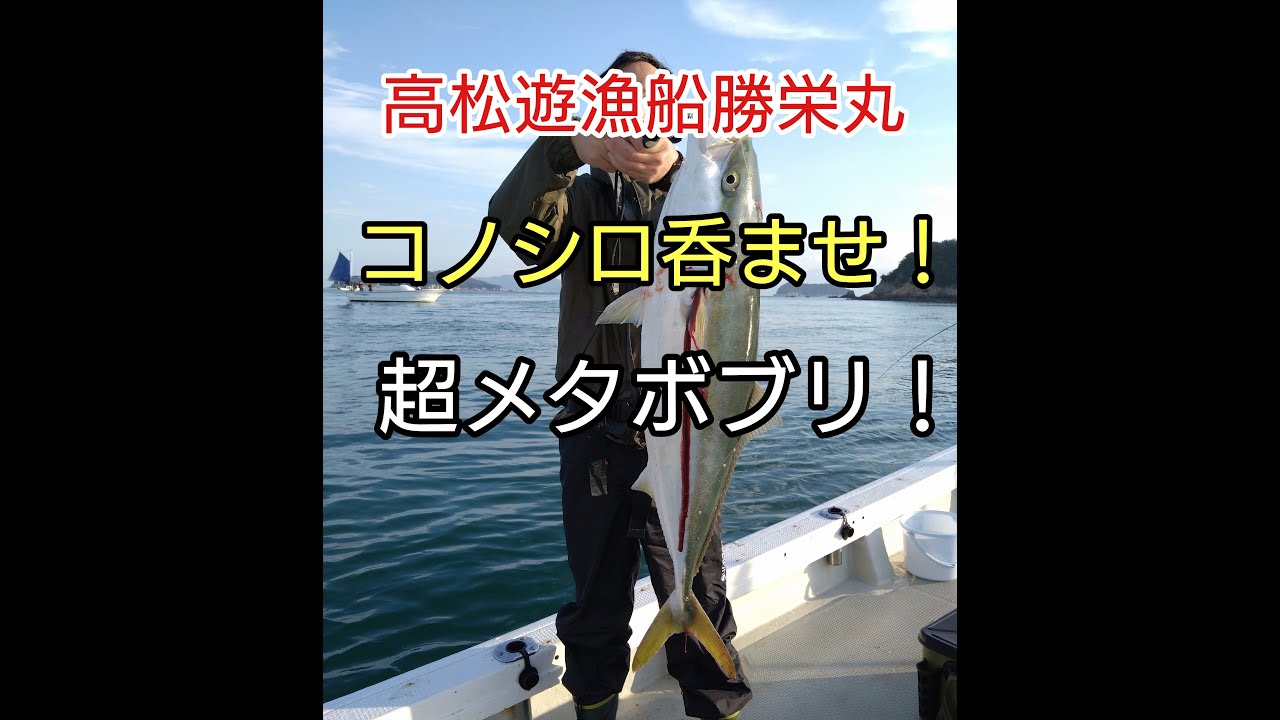 2024 11 05【高松遊漁船勝栄丸】庵治沖のコノシロ呑ませ釣り！超メタボブリばかり！