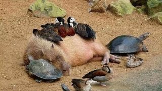 ЧУЖИХ ДЕТЕЙ НЕ БЫВАЕТ! Братья меньшие, ч. 4 ЧУЖИХ ДЕТЕЙ НЕ БЫВАЕТ! Братья меньшие, ч. 4