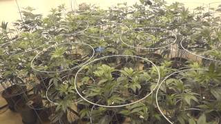 Battle of California - OG KUSH Cannabis Grow - DAY 5
