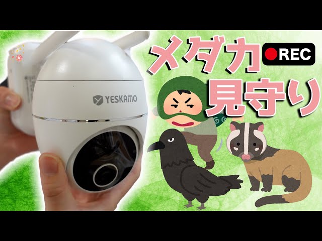 メダカ(カメラ) hq720.jpg?sqp=-