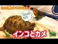 コザクラインコのヒナインコとカメ