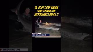 12ft Tiger Shark Surf Fishing Jax Beach crazysharkhigesharkweekblitzclipstvviralshorttrend