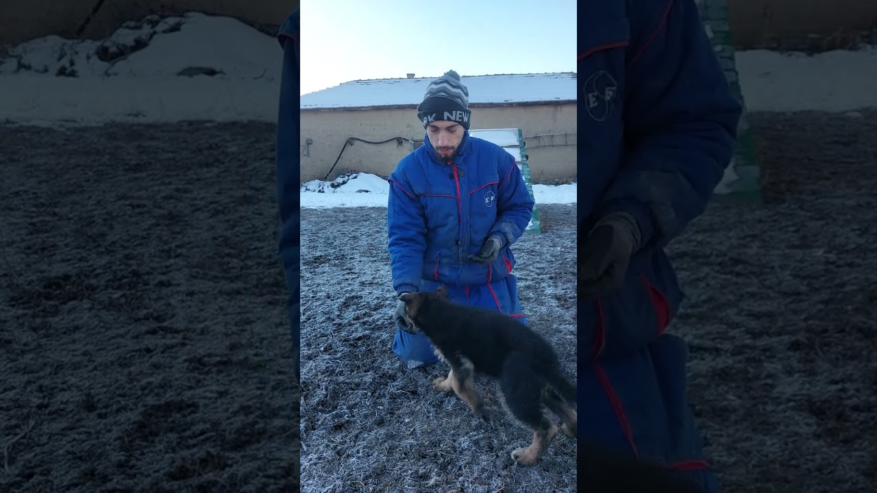 Как да започнем с обучението на кученцето си