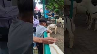 domba2 kuring di angon ku kuring 🤠🤠🤠