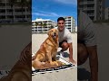 POV: you just found the Dogfather beach towel