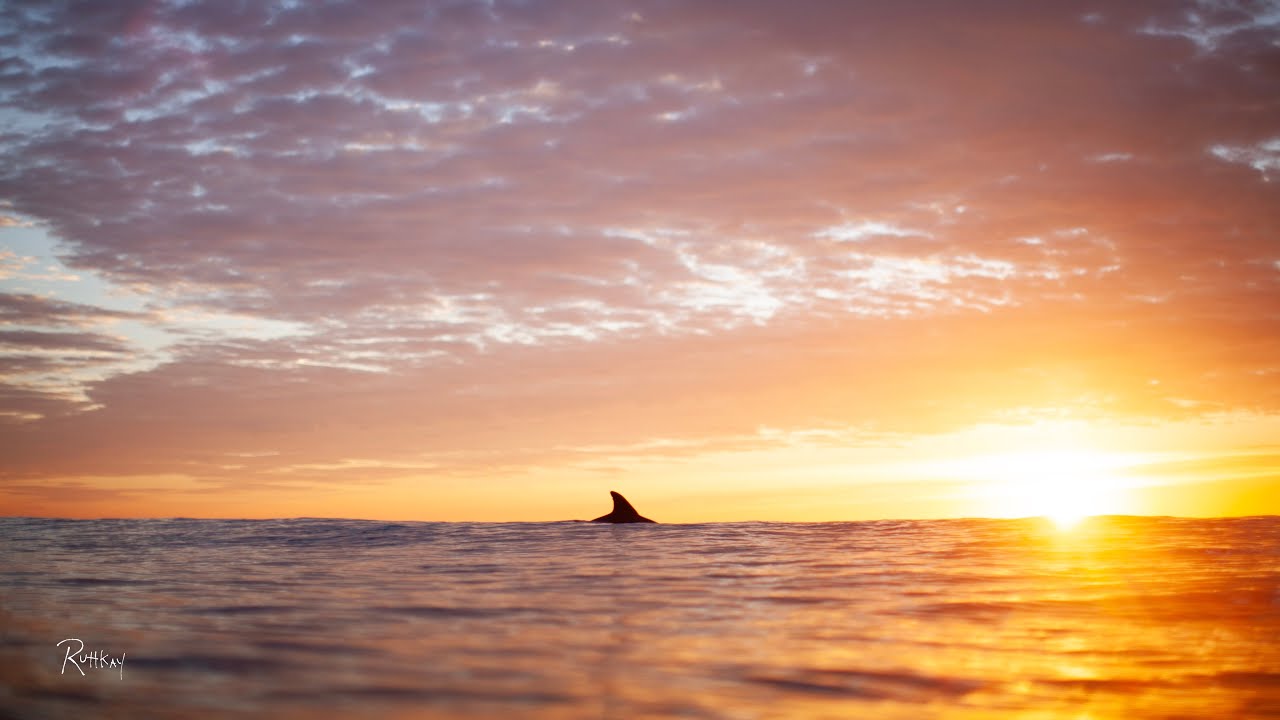 RAW Dolphin Sunrise Gold Live on TikTok from￼ WBNC