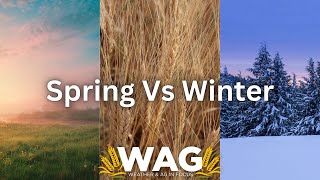 Whats The Difference Between Spring And Winter Wheat screenshot 5