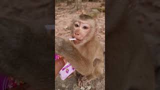 So cute baby monkey love baby🙈❤️❤️ #shorts