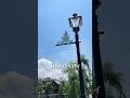 地元でのんびり過ごす佐原休日vlog #佐原観光 #香取市 #小江戸佐原 #shorts