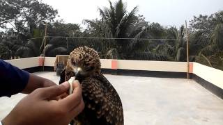 Golden Eagle Training