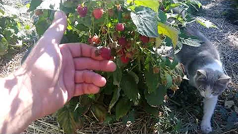 Малина.Плодоношение в год посадки