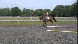 7yo hunter gelding jump under saddle