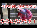【プロが解説】ベタ飼育のコツをザッと紹介します！