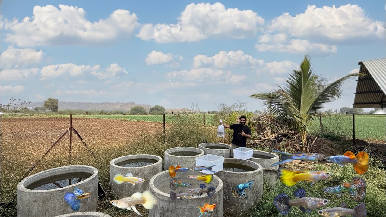 New Guppy Fish Added 🤠  (Outdoor Guppy Fish Farm Visit )