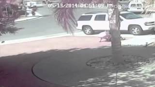 Hero cat saves boy from dog attack