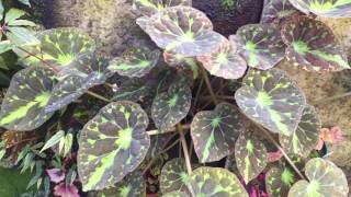 barsalouxiae Begonia ベゴニア　バルサロウクシエ　❣️原種 barsalouxiae Begonia - Plants Gabriella その他観葉植物