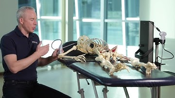 How to Scan & Inject a Lateral Elbow with Ultrasound