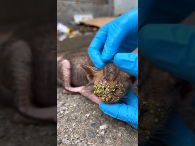 Cat treatment for eye infection 😭👉🏻Wait for the last cute moment 😱#trending #shorts #cat #viral