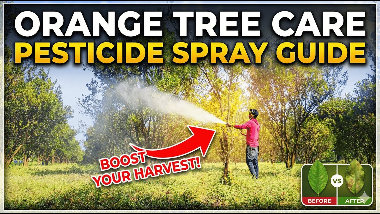 Day 4 on the Farm | Pesticide Spray on Orange Trees 🍊🚜 | Farmer’s Daily Journal