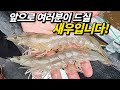 일반 새우가 아닙니다. 사철 먹을 수 있는 통통한 생새우(바이오플락 새우의 모든 것)