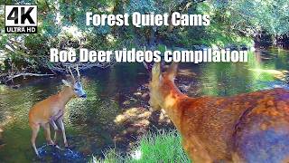 A Hidden World of Roe Deer — Families, Fawns & Wild Encounters in 4K