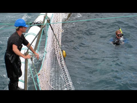 Sushi: The Global Catch