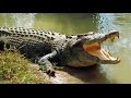 Que significa Soñar con cocodrilos - YouTube