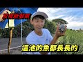 嚇死人！還好不是蛇！這池的魚都長長的／天氣差嘗試新玩法！第一次放棍就是三天兩夜！@user-qc7fw3hv5c