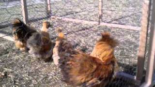 Partridge Silkies