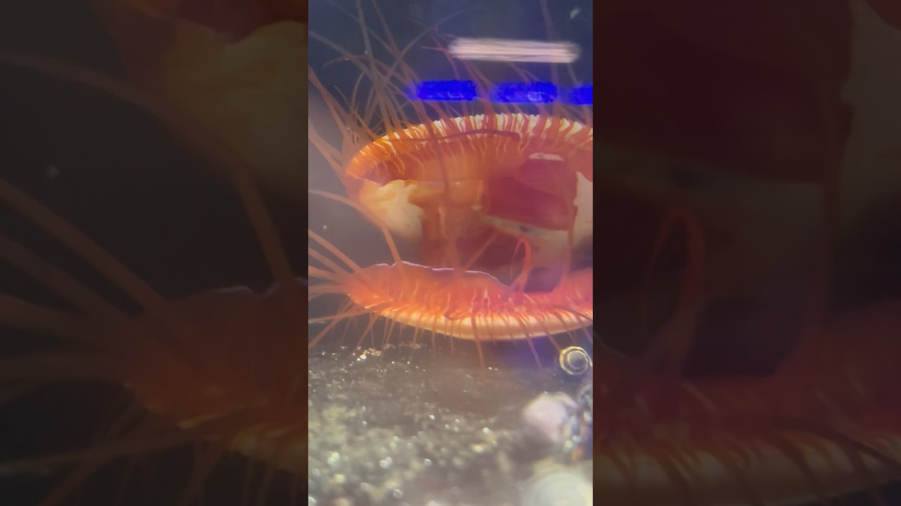 Flame scallops are super cool