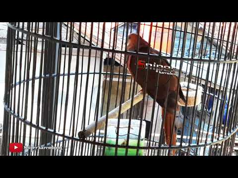 burung uncal,tekukur merah alas #burunguncal #berburutekukur #tekukur #berburu #berburutekukur