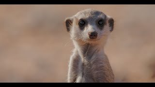 Seku - Hakuna Matata Afro House