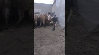 #bigbull #cow #smental #meat #animals #farming #bull #reels #rek