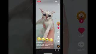 Gotta stay clean 😭😭😭😭 #youtubeshorts #dogs #cats #tiktok #funnyvideos #cat #dog