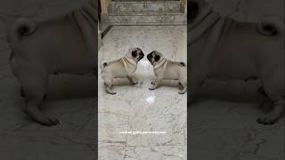 #dogshorts #dog #pug #speakpug #pets #mypug #funny #comedy #entertainment #shorts