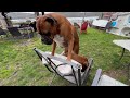 Boxer Dogs Tries to Sit on One Chair - 1498292