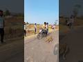 Dog race kolhapur || kolhapur dog racing|| dog racing maharastra|| #shortsvideo #youtubeshorts