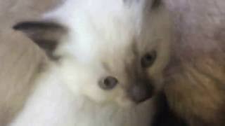 ✿ Кошки и Котята Видео для Детей МАНЕЖ ДЛЯ КОТЯТ / Смешные Животные для Детей Кошка ✿ Кошки и Котята Видео для Детей МАНЕЖ ДЛЯ КОТЯТ / Смешные Животные для Детей Кошка