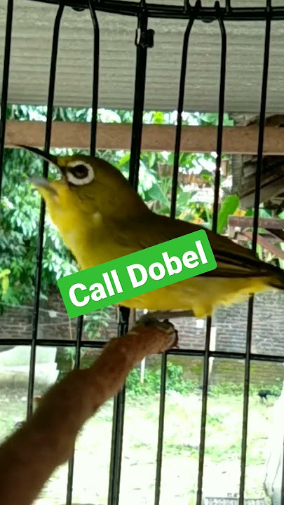 CALL DOBEL PLECI AMPUH BUAT PANCINGAN PLECI OMBYOKAN