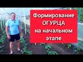 Формирование огурца на начальном этапе развития