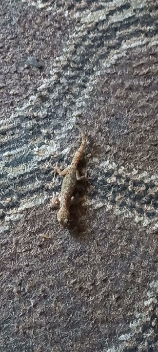 Household Lizard Hunting For So Innocent So Beautiful lizards household-lizard-hunting-for-so-innocent-so-beautiful-lizards