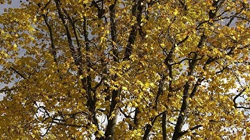 Maple Tree Swaying In Wind Stock Video